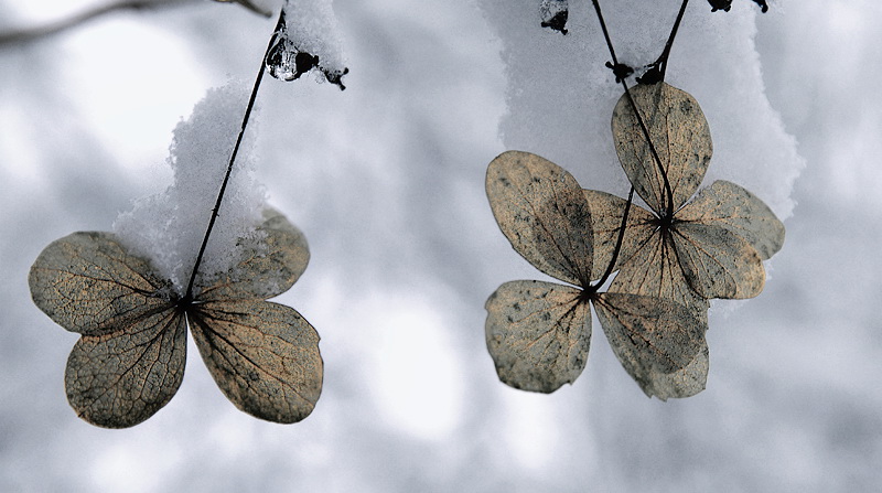 Winter D33_1401 Kopie.jpg   26.04.jpg